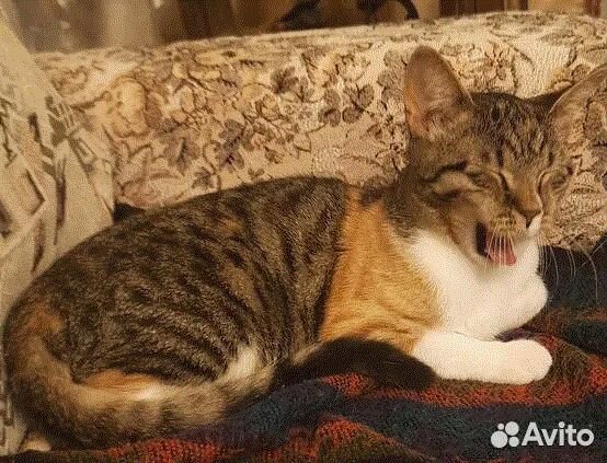 Замурчательной красавице очень нужен дом