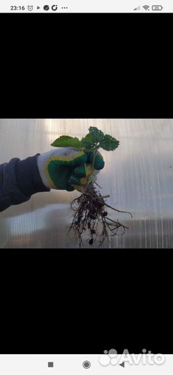 Рассада клубники