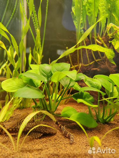 Анубиас (обмен)
