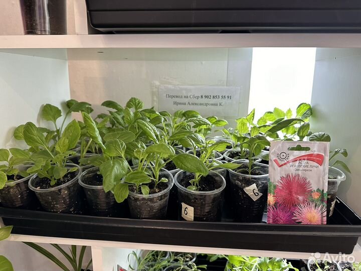 Рассада цаетов. Петиния, астра, колокольчики