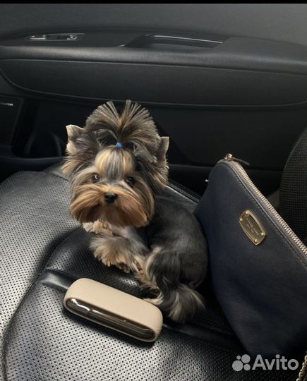 Вязка кобеля мини йоркширский терьер бейби фейс