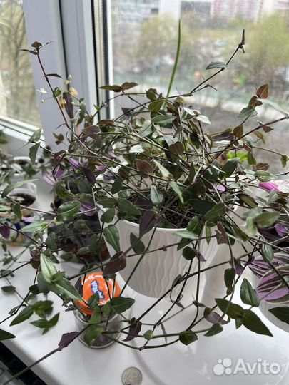 Традисканция фата невесты