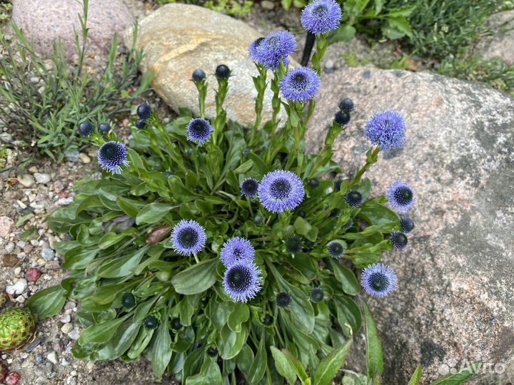 Глобулярия волосоцветковая