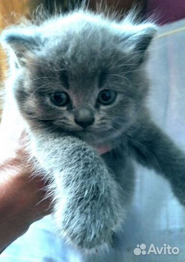 Котята британские в добрые руки