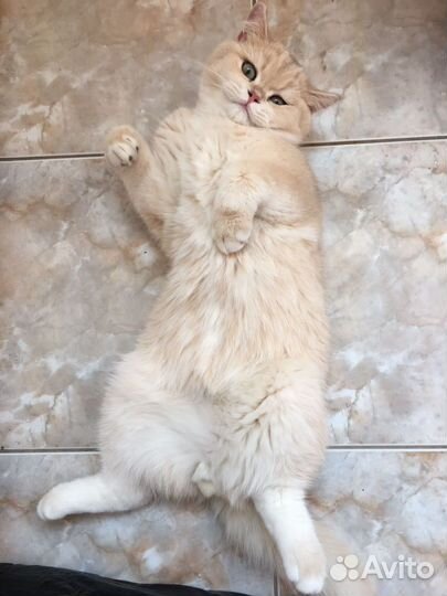 Шиншилла кот на вязку