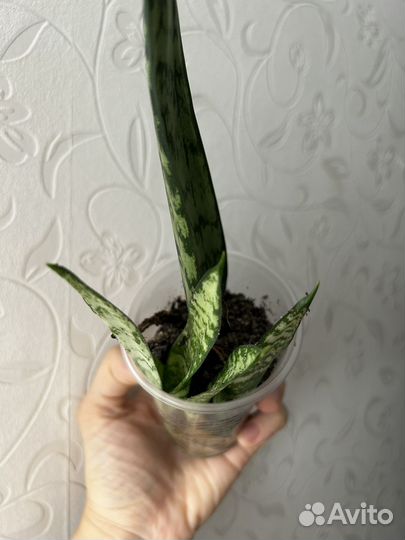 Сансевиерия детки щучий хвост