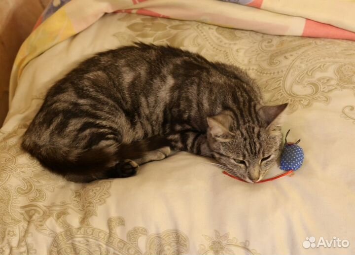 Кошечка ищет дом