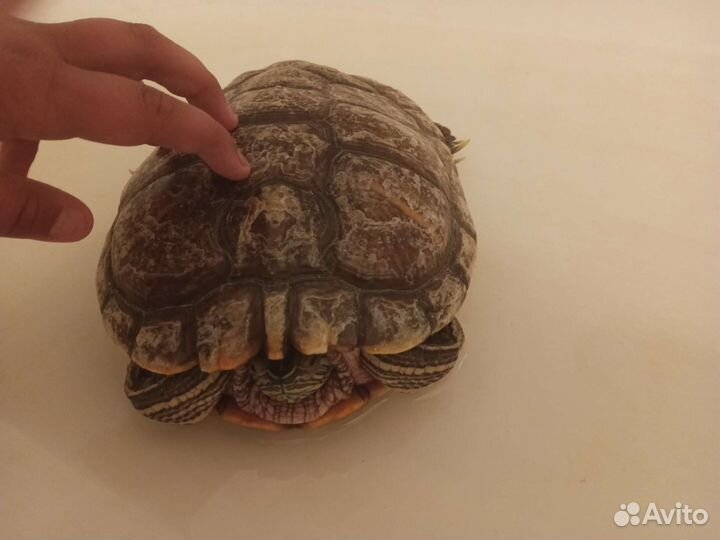 Черепаха