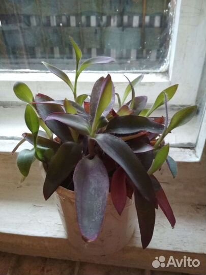 Комнатные растения