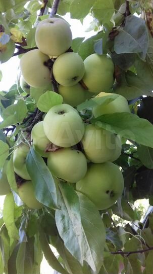 Дача 21 м² на участке 5 сот.