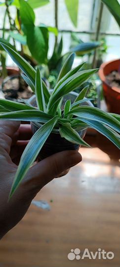 Хлорофитрум