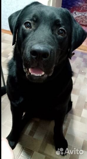 Лабрадор