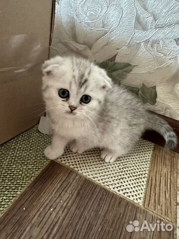 Милые вискасные котята объявление продам