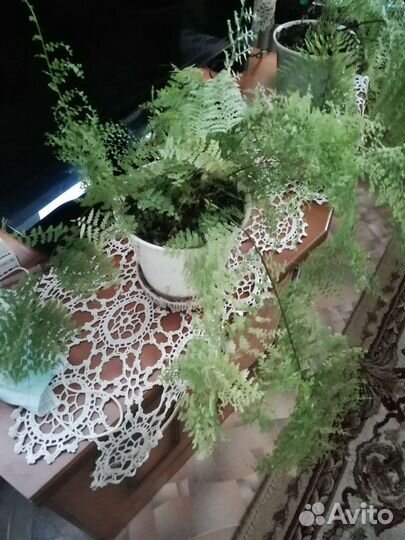 Папоротник комнатный