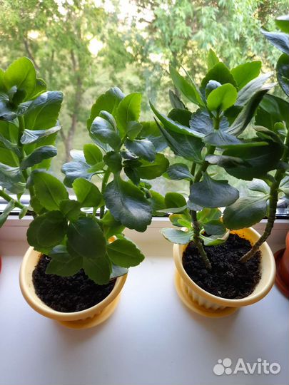 Каланхоэ цветущий (ярко-розовый, оранжевый)