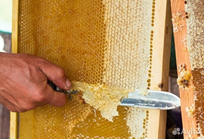 Мёд натуральный с Алтая опт от 16кг