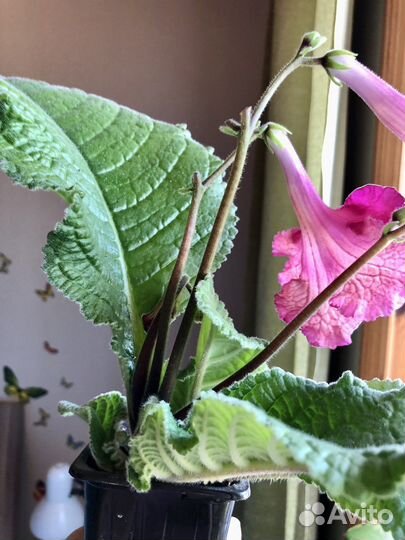 Стрептокарпус сахара, Колумнея красноцветущая