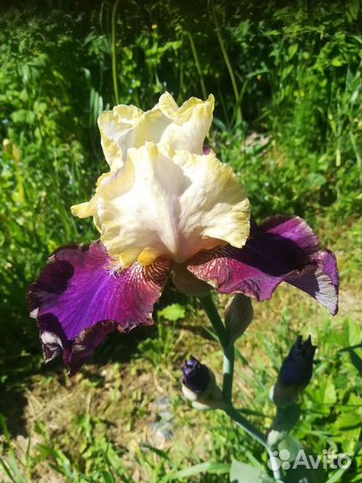 Ирисы бородатые