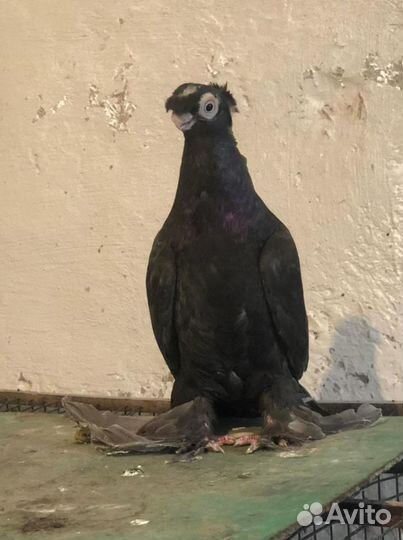 Продам еврозийцев