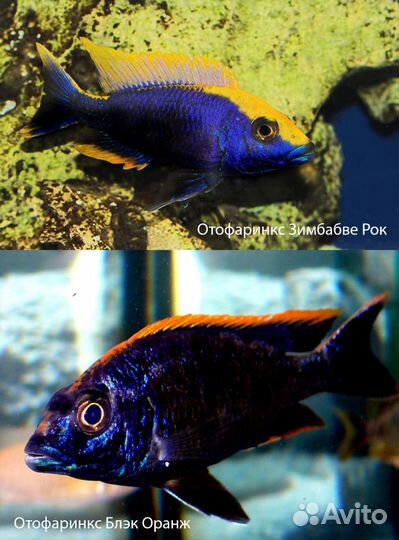 Цихлиды Малави (новое) 50р