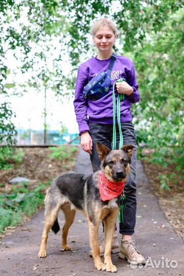 Нежный песик Брит для семьи