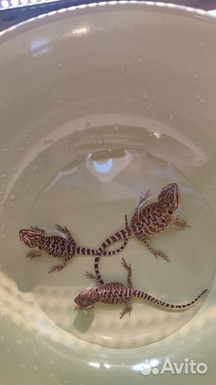 Бородатая агама, малыши