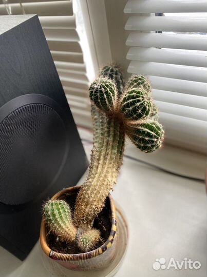 Кактус. Цветы