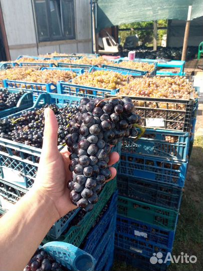 Виноград технический