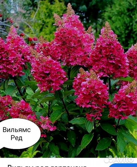 Цветущие гортензии акционные