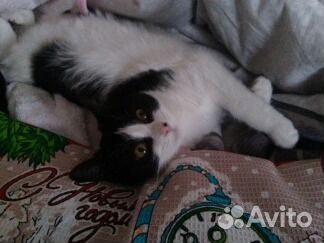 Молодой, обаятельный котик -дайте шанс на жизнь