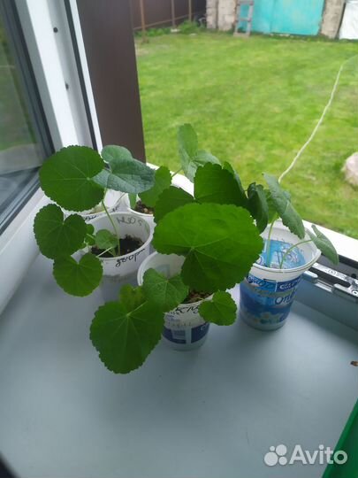 Рассада шток розы