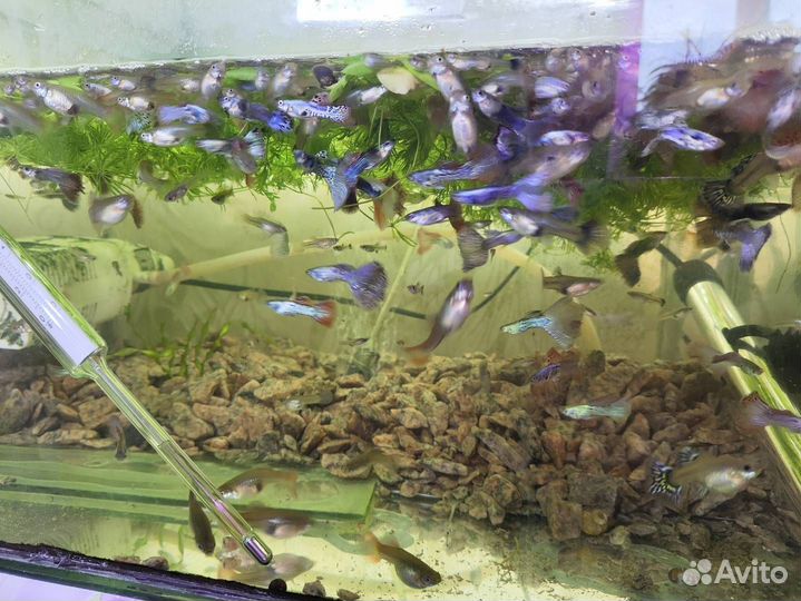 Аквариумные рыбки