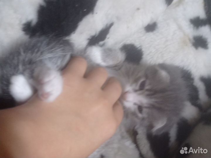 Продаются котята