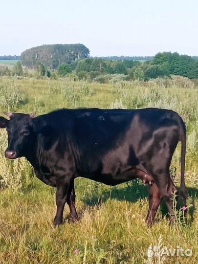 Стельная телка