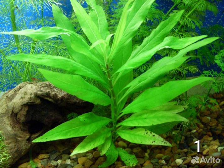 Аквариумные растения бесплатно
