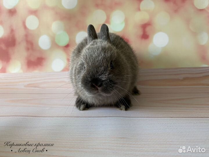 Карликовый породистый кролик Цветной карлик