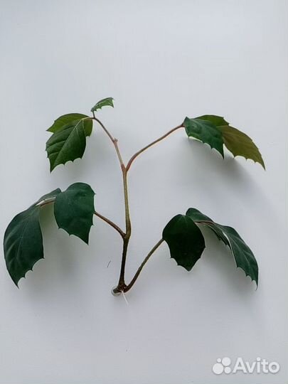 Циссус (берёзка)