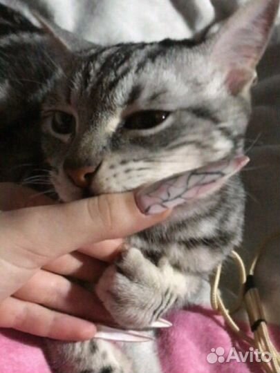 Котик