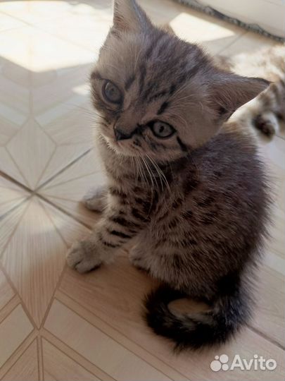 Британские котята