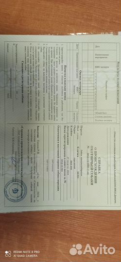 Продам щенков заподно сибирской лайки