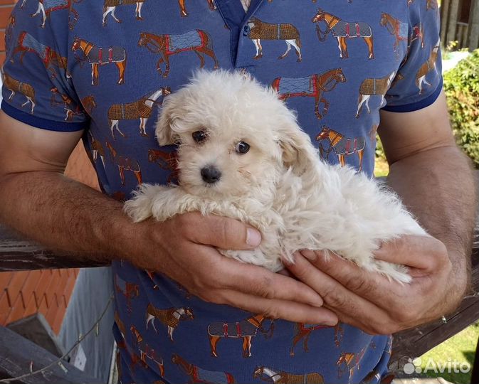 Мальтипу купить