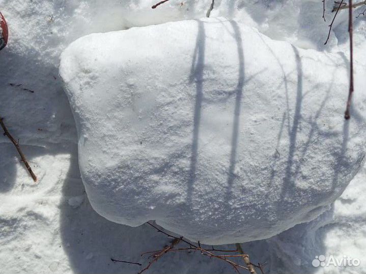 Яйцо динозавра