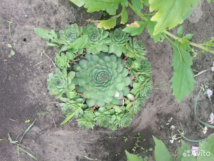 Многолетники для сада