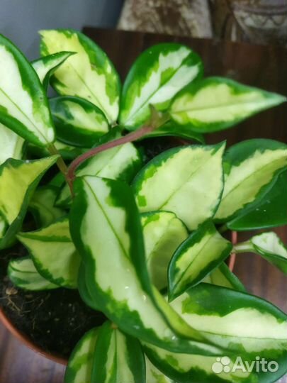 Хойя карноза