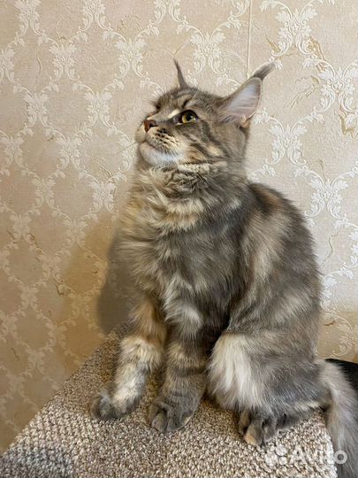 Кошки в добрые руки