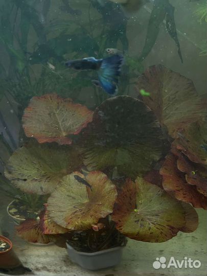 Нимфея красная