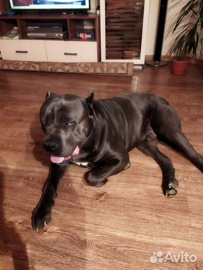 Кобель вязка кане корсо