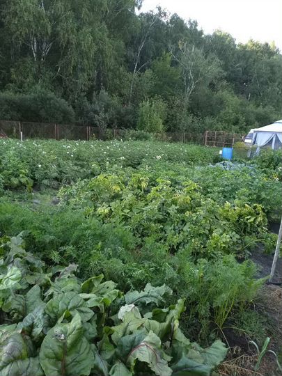 Участок 10 сот. (СНТ, ДНП)