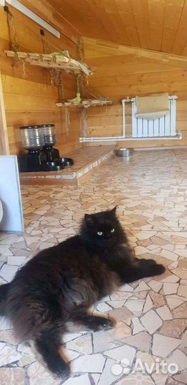 Зоогостиница