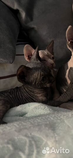 Котята сфинкс